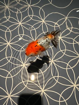 すみだ水族館に投稿された画像（2025/2/9）