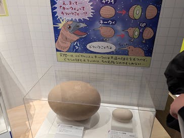 特別展「鳥 ～ゲノム解析が解き明かす新しい鳥類の系統～」国立科学博物館に投稿された画像（2025/2/9）