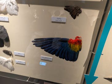特別展「鳥 ～ゲノム解析が解き明かす新しい鳥類の系統～」国立科学博物館に投稿された画像（2025/2/9）