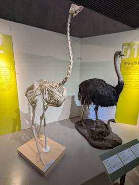 特別展「鳥 ～ゲノム解析が解き明かす新しい鳥類の系統～」国立科学博物館に投稿された画像（2025/2/9）