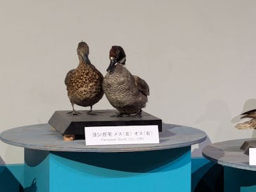 特別展「鳥 ～ゲノム解析が解き明かす新しい鳥類の系統～」国立科学博物館に投稿された画像（2025/2/9）