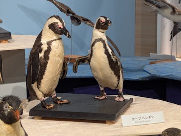 特別展「鳥 ～ゲノム解析が解き明かす新しい鳥類の系統～」国立科学博物館に投稿された画像（2025/2/9）