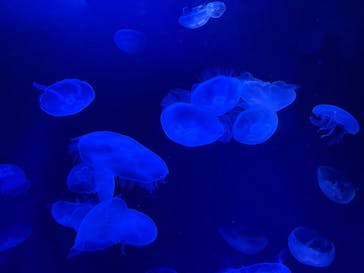 サンシャイン水族館に投稿された画像（2025/2/9）