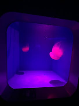 新江ノ島水族館に投稿された画像（2025/2/9）