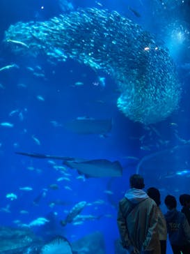 アクアワールド茨城県大洗水族館に投稿された画像（2025/2/9）