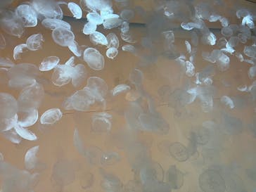 アクアワールド茨城県大洗水族館に投稿された画像（2025/2/9）