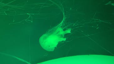 アクアワールド茨城県大洗水族館に投稿された画像（2025/2/9）