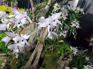 世界らん展2026-花と緑の祭典-に投稿された画像（2025/2/9）