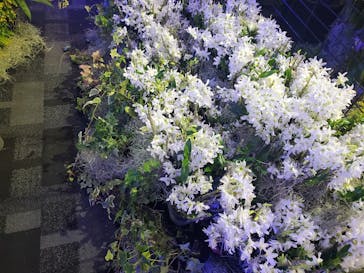 世界らん展2026-花と緑の祭典-に投稿された画像（2025/2/9）