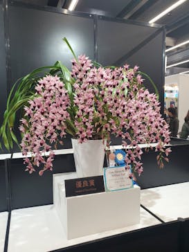 世界らん展2026-花と緑の祭典-に投稿された画像（2025/2/9）