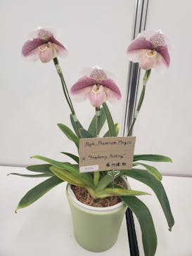 世界らん展2026-花と緑の祭典-に投稿された画像（2025/2/9）