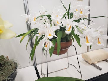 世界らん展2026-花と緑の祭典-に投稿された画像（2025/2/9）