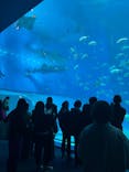 沖縄美ら海水族館に投稿された画像（2025/2/9）