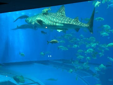 沖縄美ら海水族館に投稿された画像（2025/2/9）