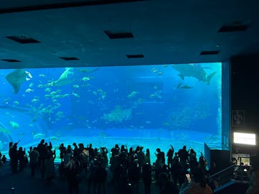 沖縄美ら海水族館に投稿された画像（2025/2/9）