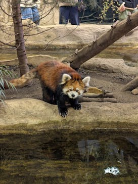 那須どうぶつ王国に投稿された画像（2025/2/9）