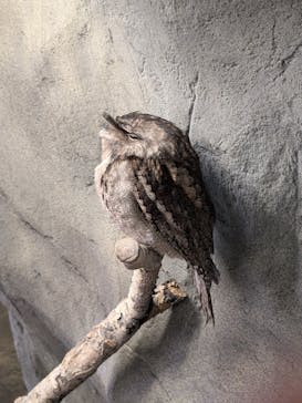 那須どうぶつ王国に投稿された画像（2025/2/9）