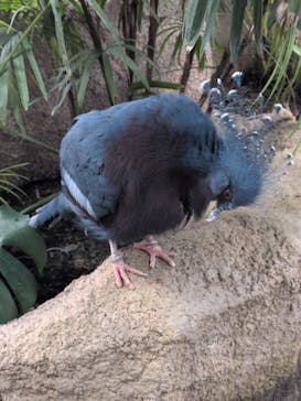 那須どうぶつ王国に投稿された画像（2025/2/9）