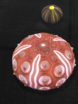 あわしまマリンパークに投稿された画像（2025/2/9）