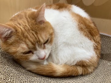 Cat Café MOFF グランベリーパーク店に投稿された画像（2025/2/9）