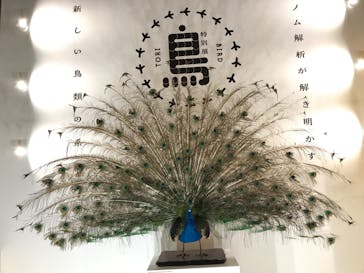 特別展「鳥 ～ゲノム解析が解き明かす新しい鳥類の系統～」国立科学博物館に投稿された画像（2025/2/9）