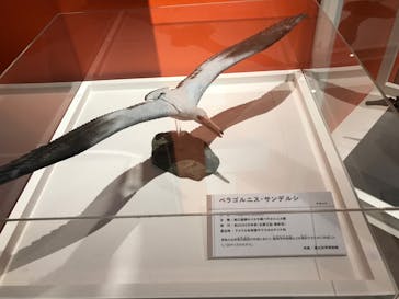 特別展「鳥 ～ゲノム解析が解き明かす新しい鳥類の系統～」国立科学博物館に投稿された画像（2025/2/9）