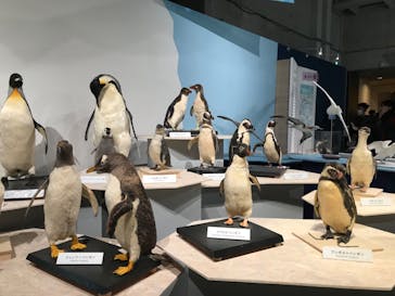 特別展「鳥 ～ゲノム解析が解き明かす新しい鳥類の系統～」国立科学博物館に投稿された画像（2025/2/9）