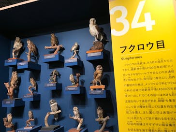 特別展「鳥 ～ゲノム解析が解き明かす新しい鳥類の系統～」国立科学博物館に投稿された画像（2025/2/9）