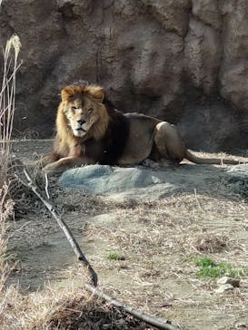 日立市かみね動物園に投稿された画像（2025/2/9）