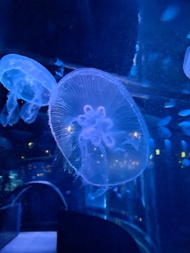 京都水族館に投稿された画像（2025/2/9）