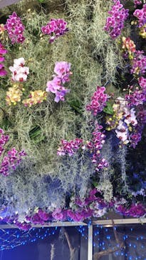 世界らん展2026-花と緑の祭典-に投稿された画像（2025/2/9）