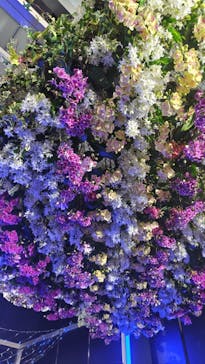 世界らん展2026-花と緑の祭典-に投稿された画像（2025/2/9）