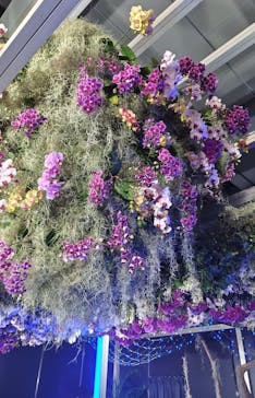 世界らん展2026-花と緑の祭典-に投稿された画像（2025/2/9）