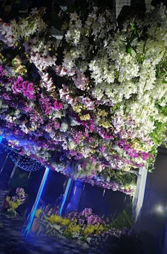 世界らん展2026-花と緑の祭典-に投稿された画像（2025/2/9）