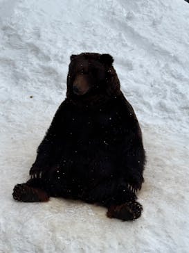 のぼりべつクマ牧場に投稿された画像（2025/2/9）