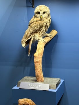 特別展「鳥 ～ゲノム解析が解き明かす新しい鳥類の系統～」国立科学博物館に投稿された画像（2025/2/9）