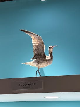 特別展「鳥 ～ゲノム解析が解き明かす新しい鳥類の系統～」国立科学博物館に投稿された画像（2025/2/9）