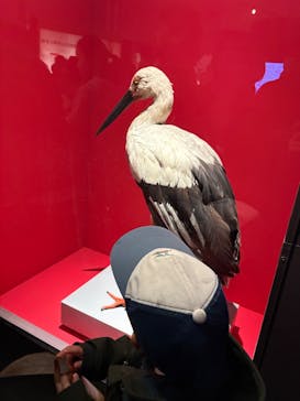特別展「鳥 ～ゲノム解析が解き明かす新しい鳥類の系統～」国立科学博物館に投稿された画像（2025/2/9）