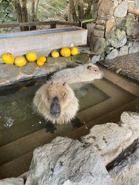 長崎バイオパークに投稿された画像（2025/2/10）