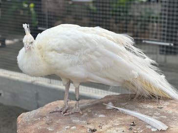 掛川花鳥園に投稿された画像（2025/2/10）