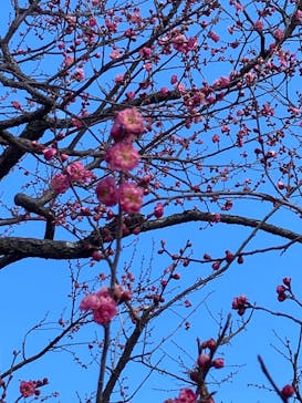 偕楽園本園に投稿された画像（2025/2/10）