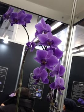 世界らん展2026-花と緑の祭典-に投稿された画像（2025/2/10）