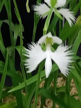 世界らん展2026-花と緑の祭典-に投稿された画像（2025/2/10）