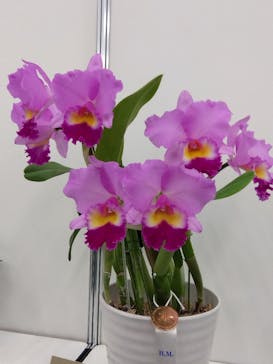 世界らん展2026-花と緑の祭典-に投稿された画像（2025/2/10）