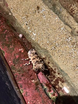 九十九島パールシーリゾートに投稿された画像（2025/2/10）