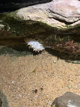 九十九島パールシーリゾートに投稿された画像（2025/2/10）