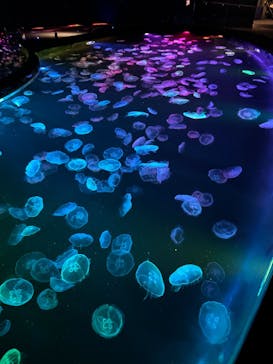 すみだ水族館に投稿された画像（2025/2/10）