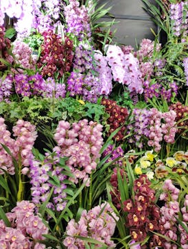 世界らん展2026-花と緑の祭典-に投稿された画像（2025/2/10）