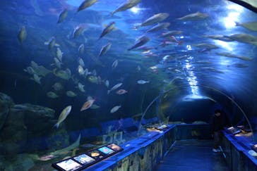 しながわ水族館に投稿された画像（2025/2/10）