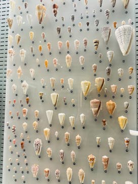 国立科学博物館に投稿された画像（2025/2/10）